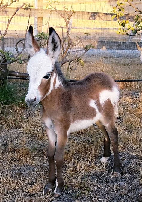 refresh results with search filters open search menu. . Craigslist miniature donkeys for sale near california